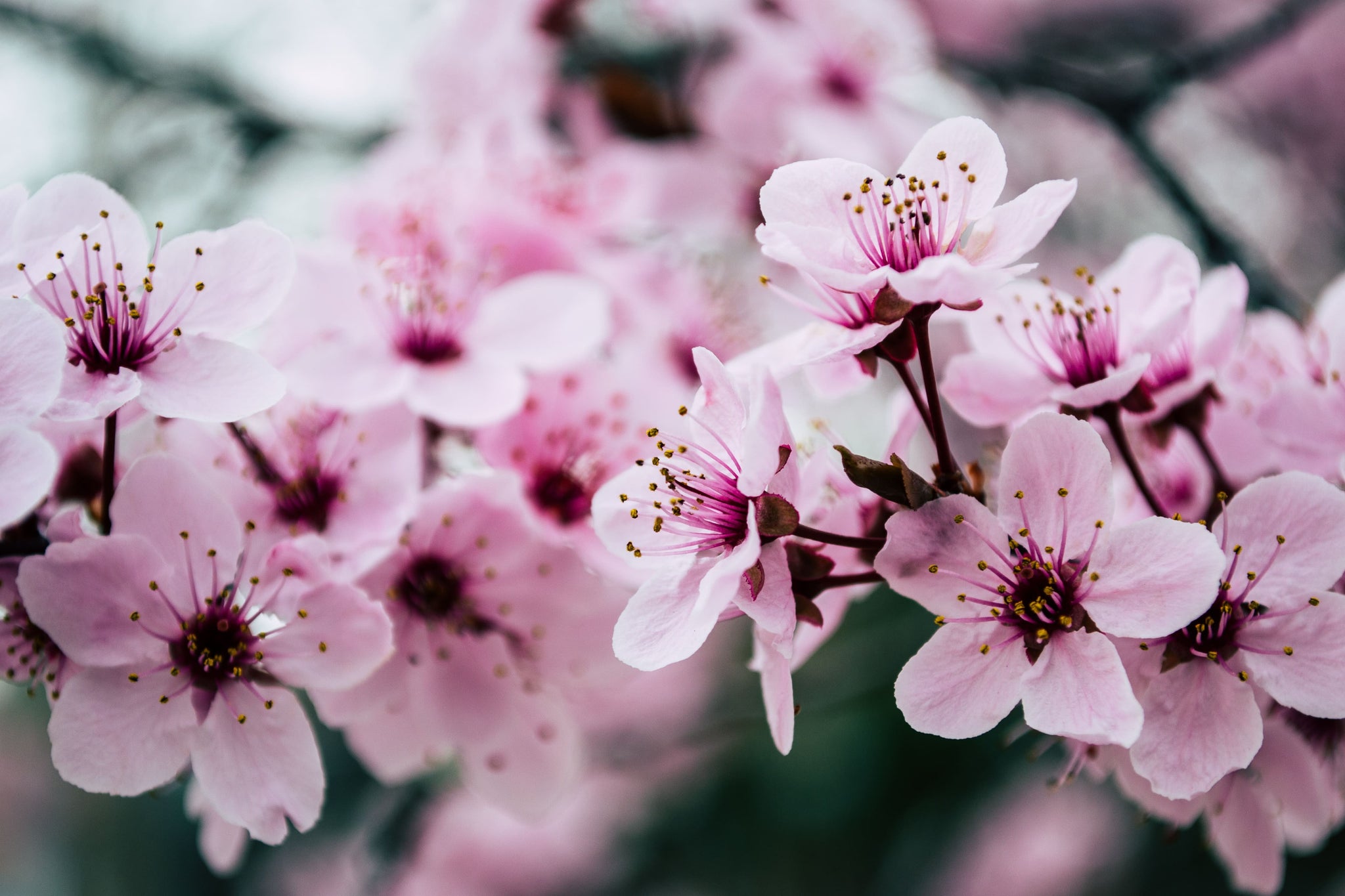 Fleur de Cerisier Signification – Plante Artificielle Déco