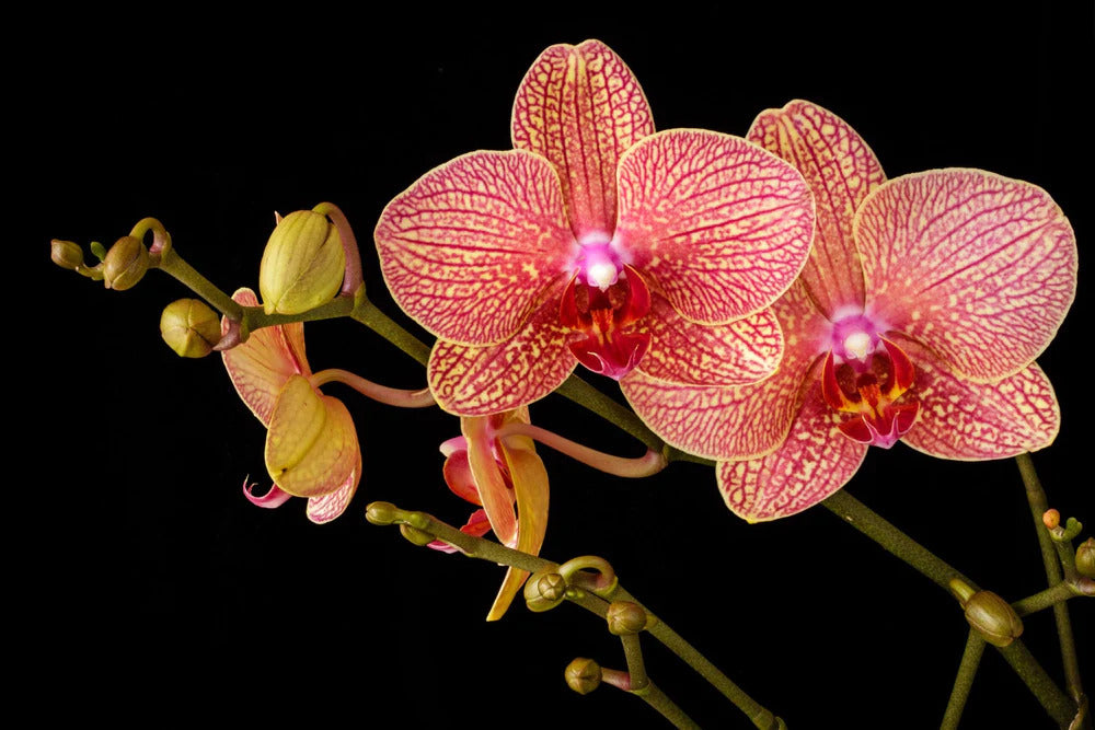Quelle est la signification des orchidées selon leur couleur ?