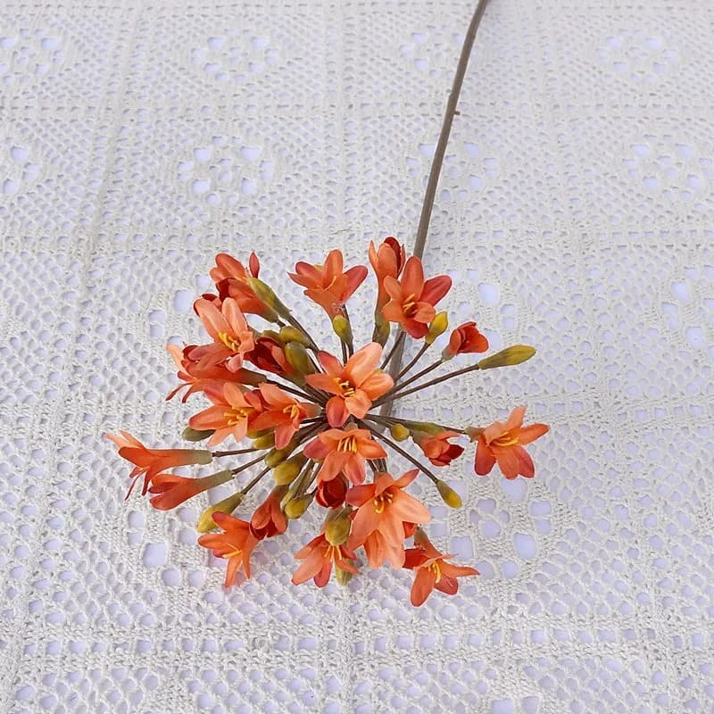 Agapanthus Africanus Orange