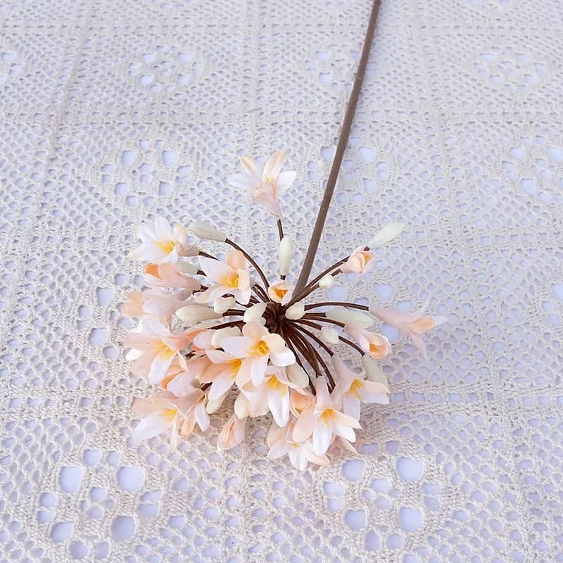 Agapanthus Africanus Rose Clair