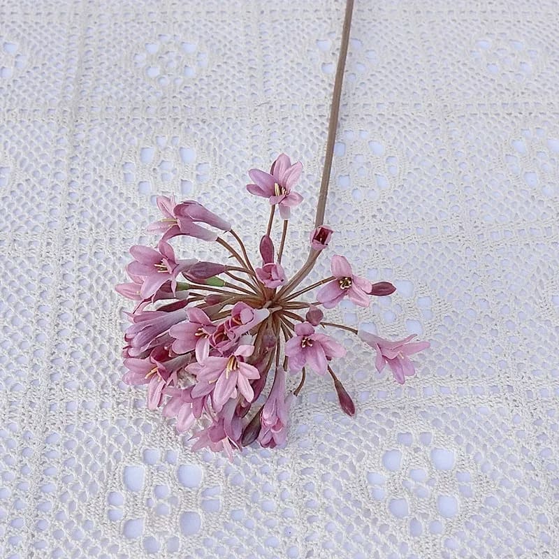 Agapanthus Africanus Rose