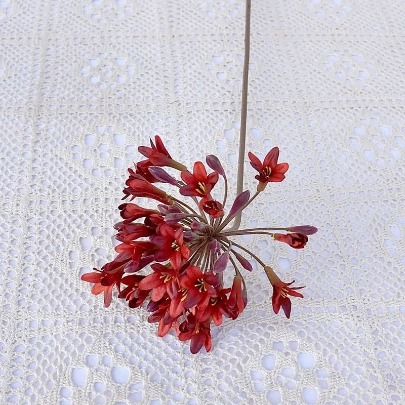 Agapanthus Africanus Rouge