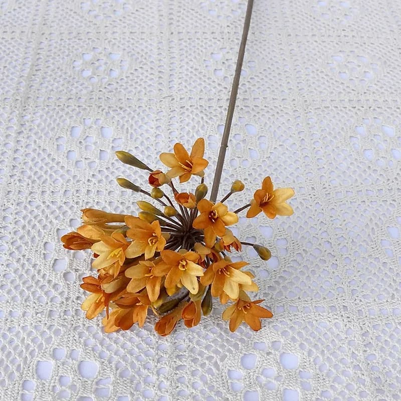 Agapanthus Africanus rouille