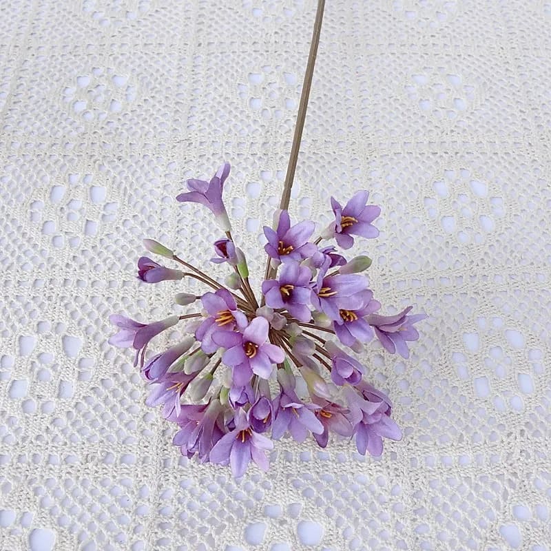 Agapanthus Africanus Violet