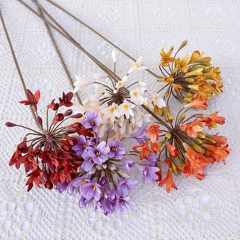 Agapanthus Africanus