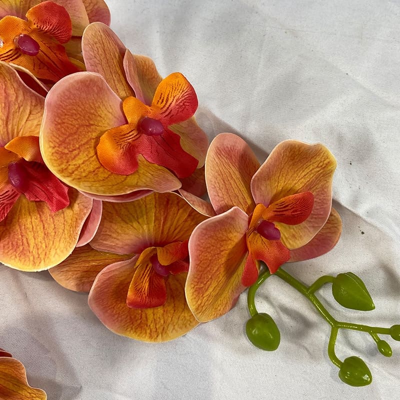 Branches D'orchidée Phalaenopsis