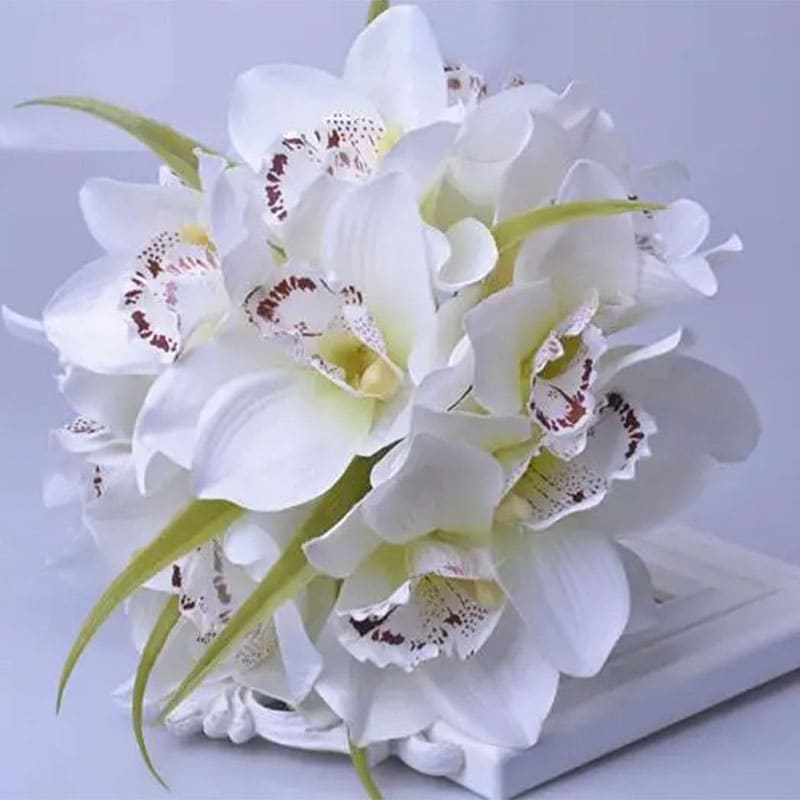 Cymbidium Blanc