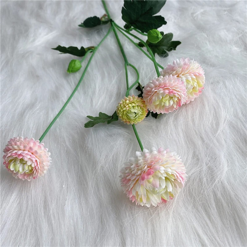 Dahlia Pompon Rose Clair