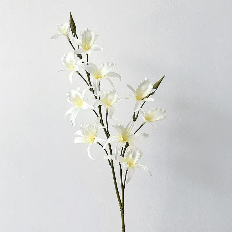 Dendrobium Blanc