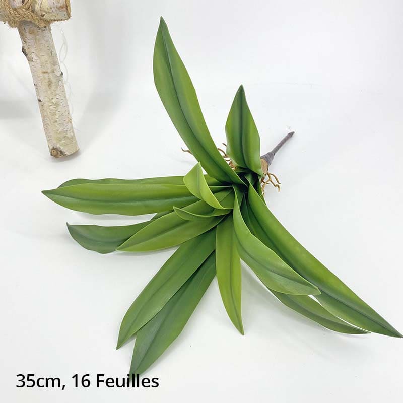 Dracaena Plante