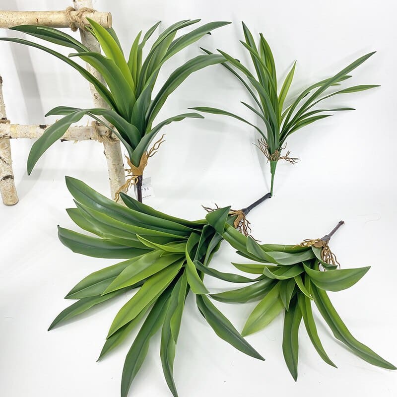 Dracaena Plante