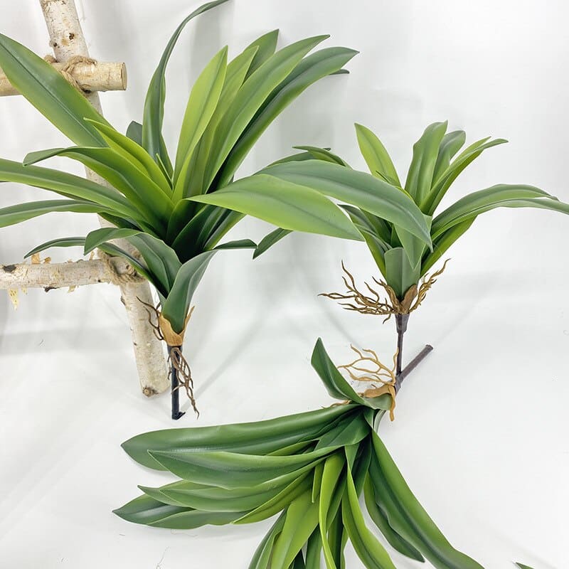 Dracaena Plante