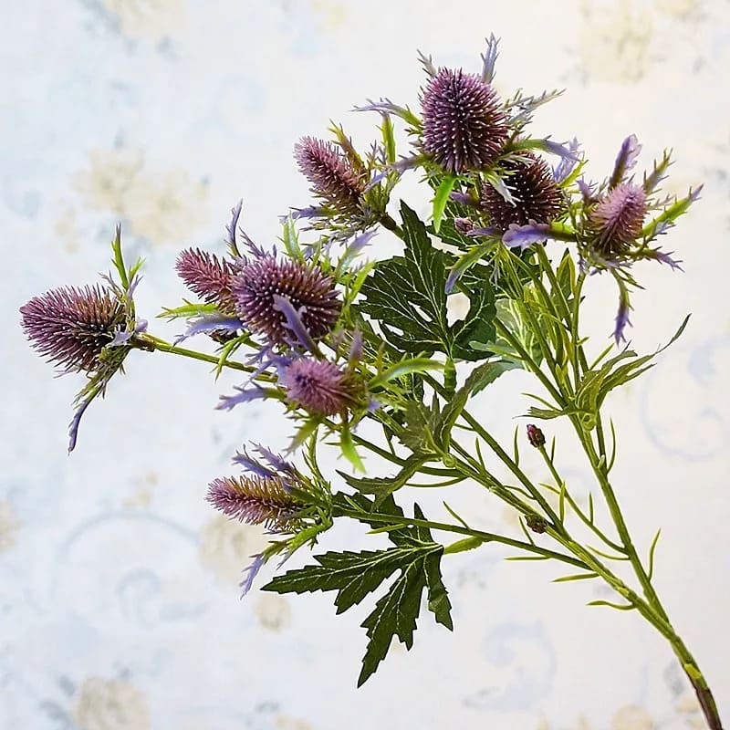 Eryngium Planum Fleur