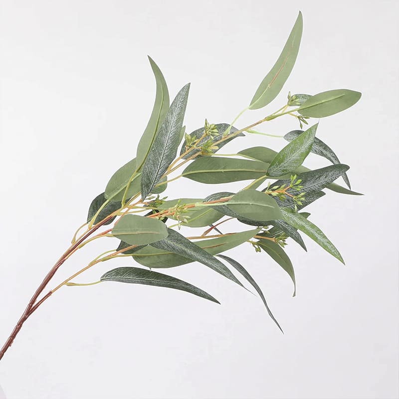 Eucalyptus Globulus Vert Foncé