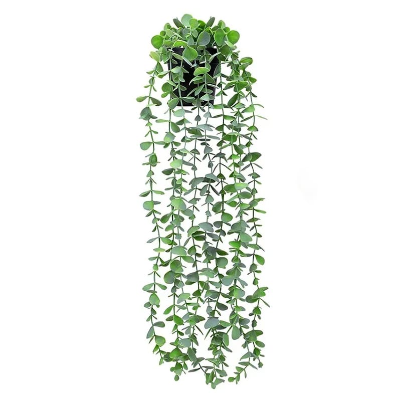 Eucalyptus Tombant Vert Clair