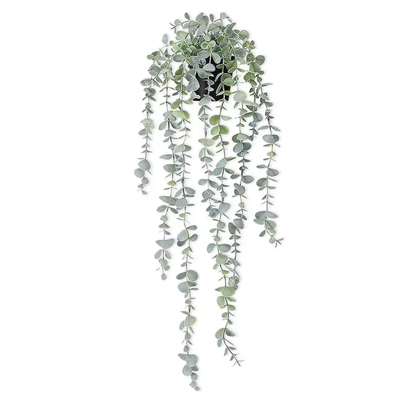 Eucalyptus Tombant Vert Grisé