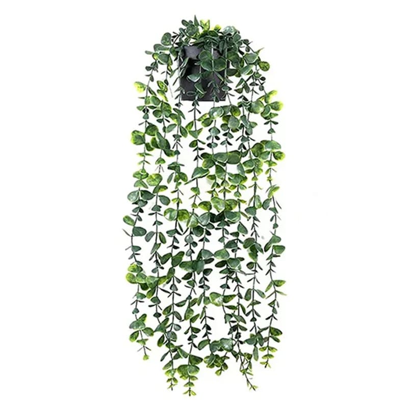 Eucalyptus Tombant Vert