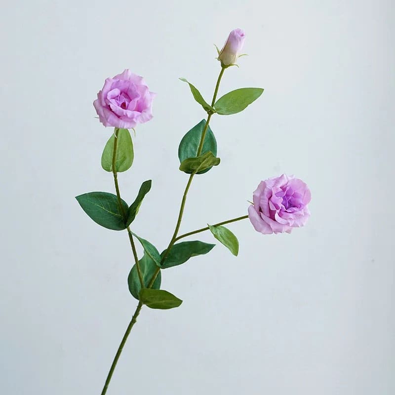 Eustoma Lisianthus Violet