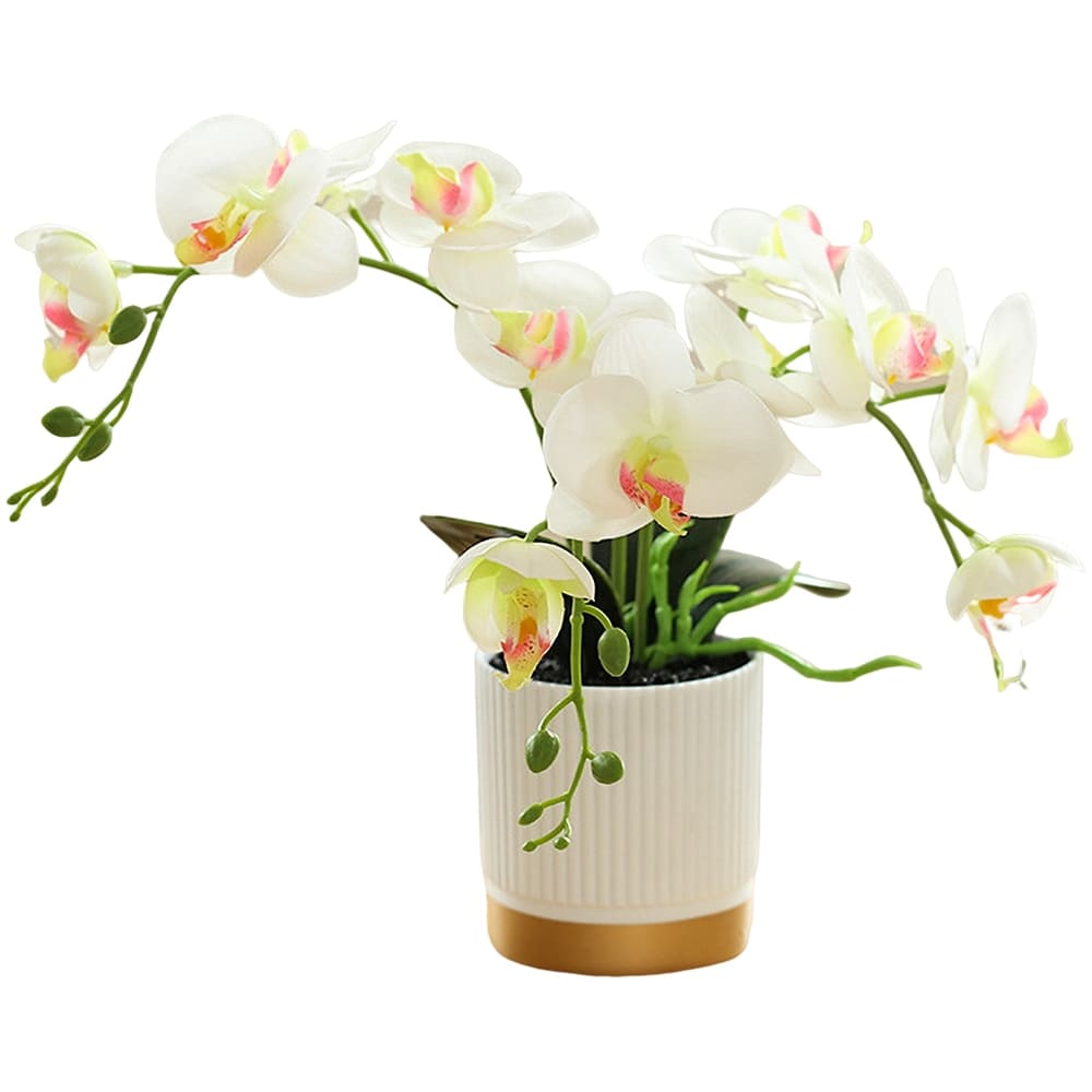 Fausse Orchidée Blanc