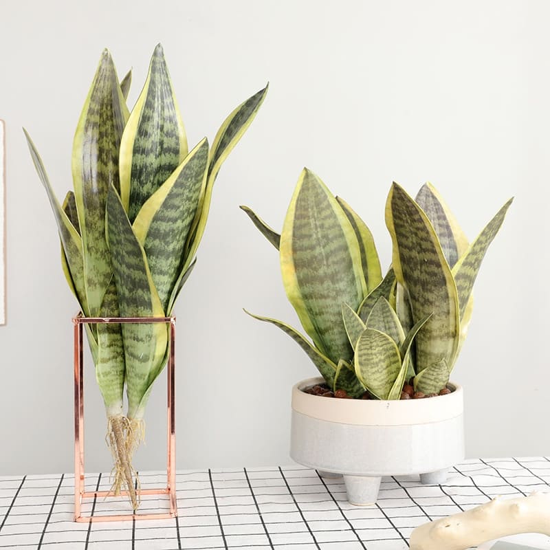 Fausse Plante Sansevieria