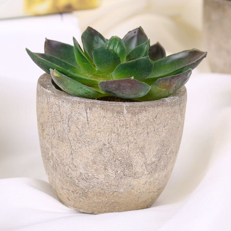 Fausse Plante Succulente