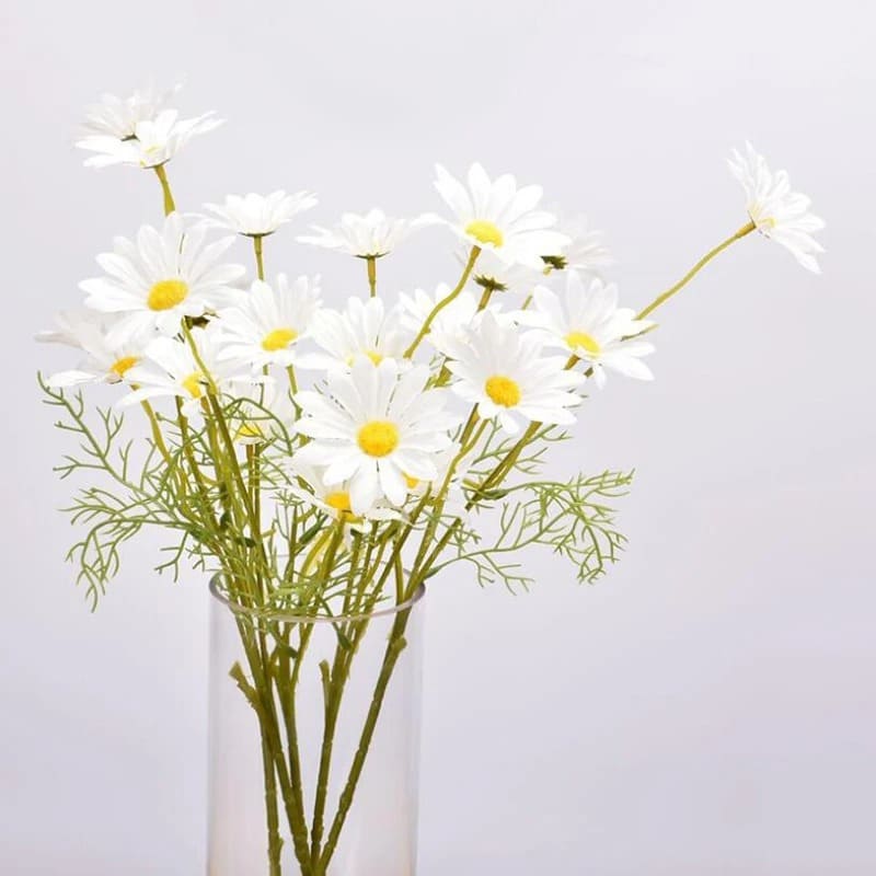 Fausses Marguerites Blanc