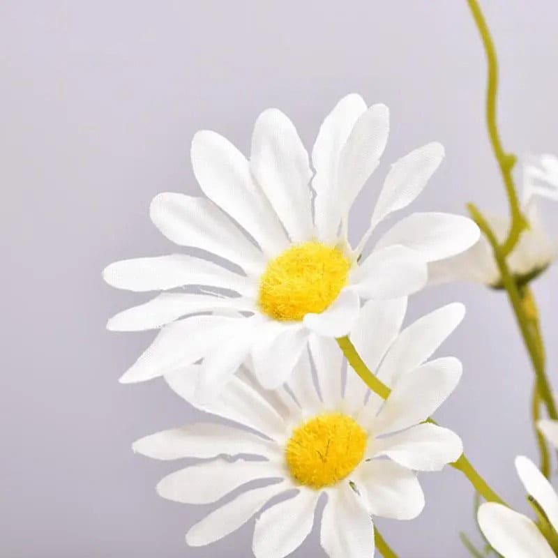Fausses Marguerites Blanches