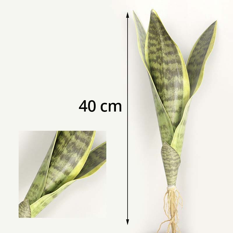 Feuilles Sansevieria Trifasciata
