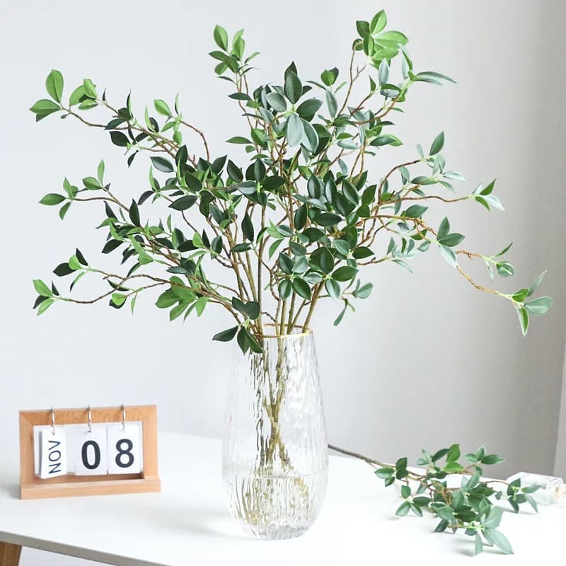 Ficus Branches
