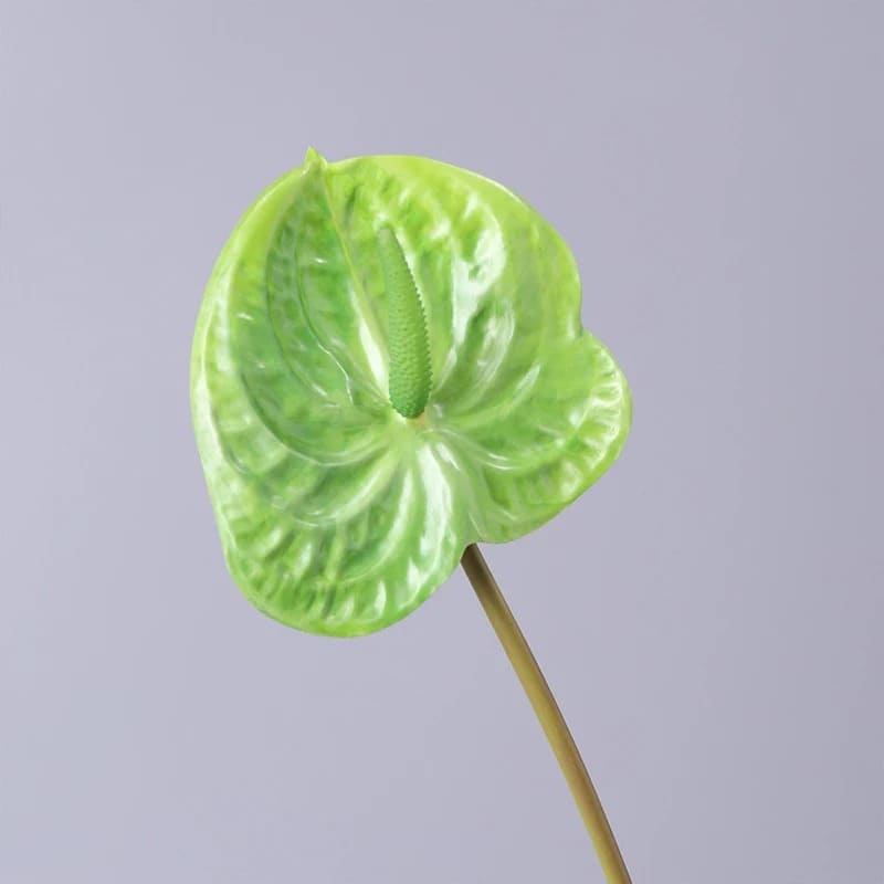Fleur Anthurium Vert