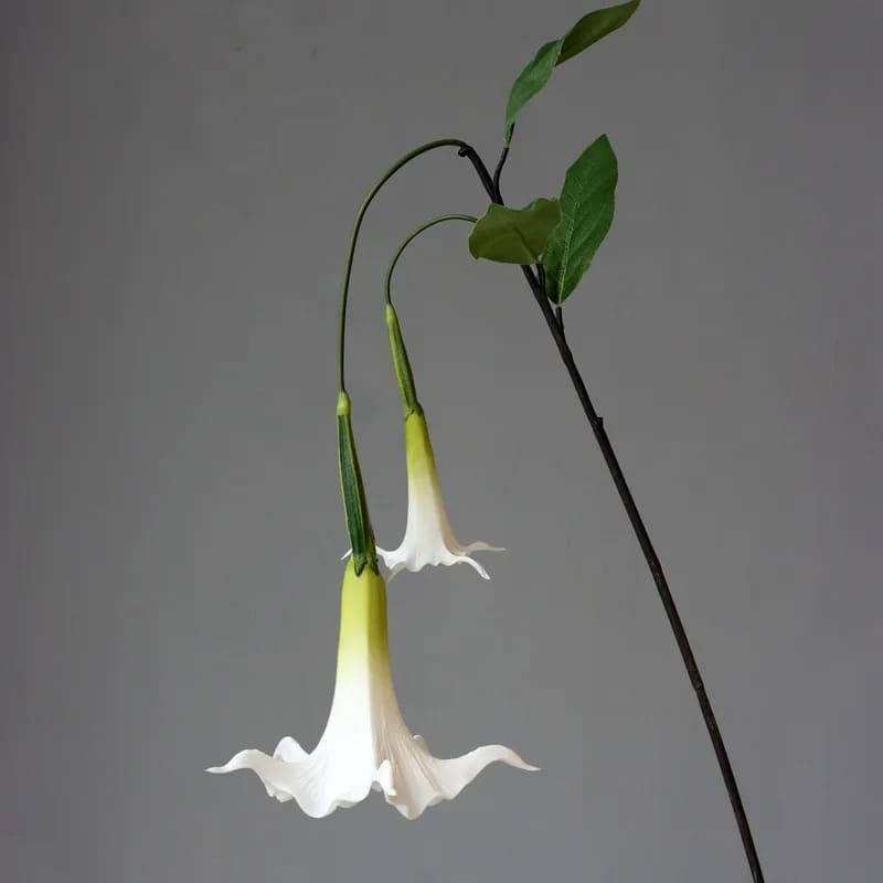 Fleur Datura Herbe du Diable