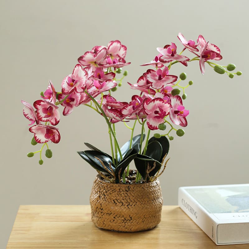 Fleur Orchidée Blanc Bordeaux