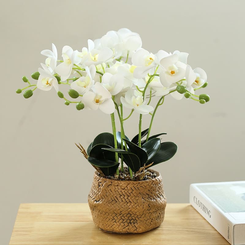 Fleur Orchidée Blanc