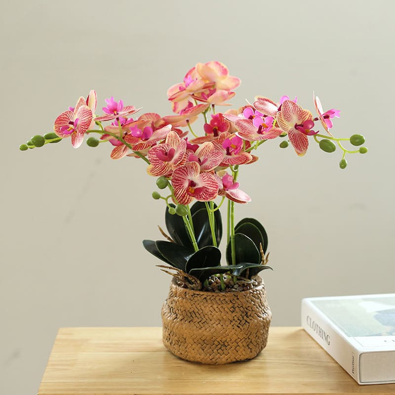 Fleur Orchidée Peche
