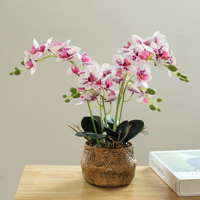 Fleur Orchidee Pourpre Blanc