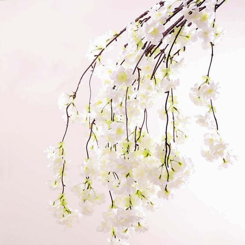 Fleur de Cerisier Japon Blanc