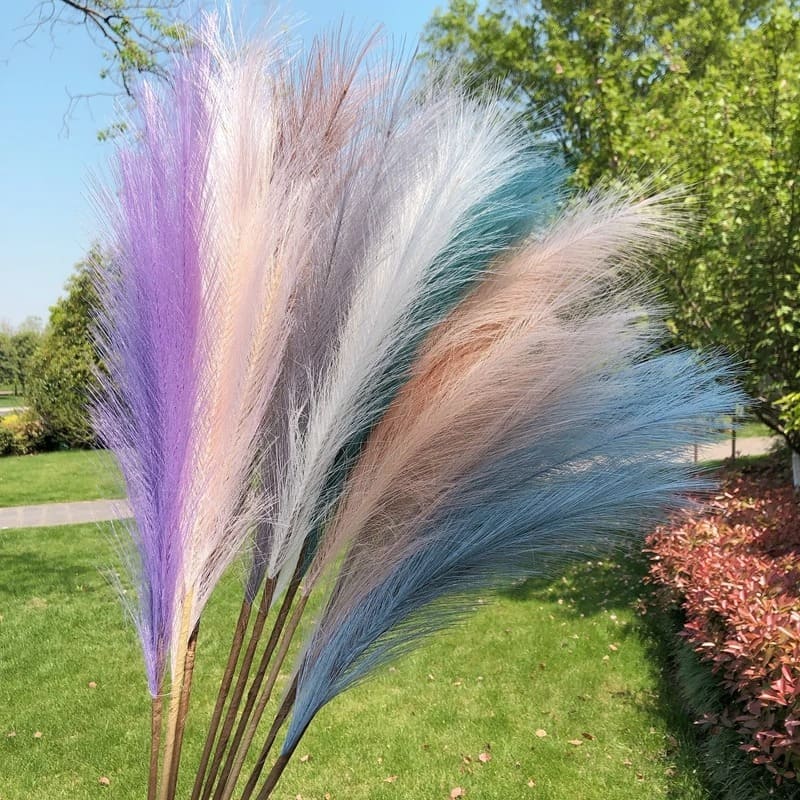 Fleur de Pampa 1m20