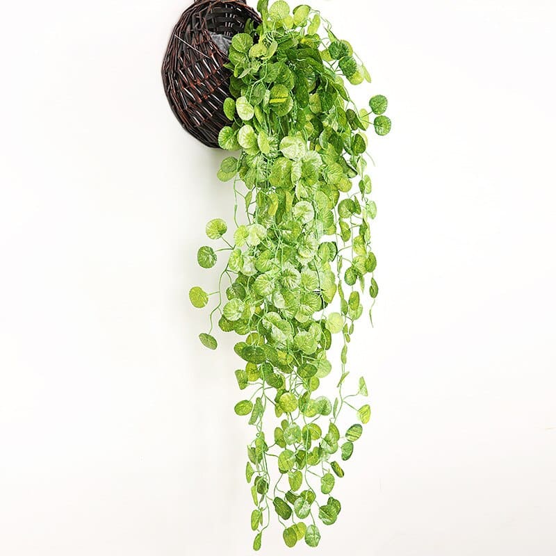 Lierre Décoratif Plante