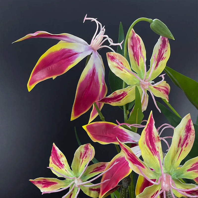 Lis de Malabar Fleur