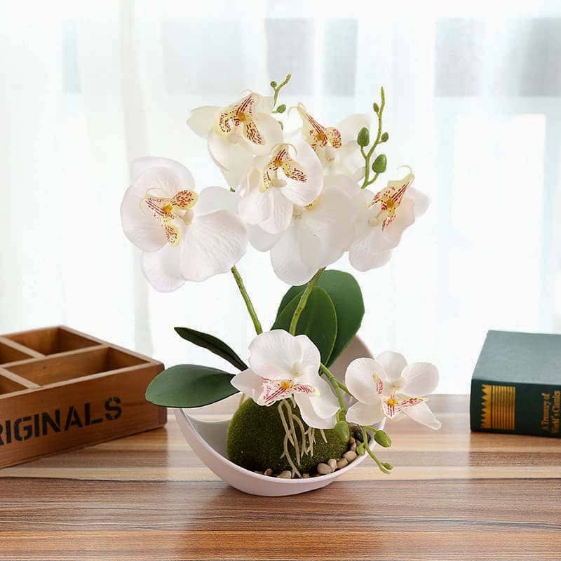 Mini Orchidée Blanc