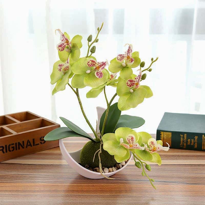 Mini Orchidée Vert