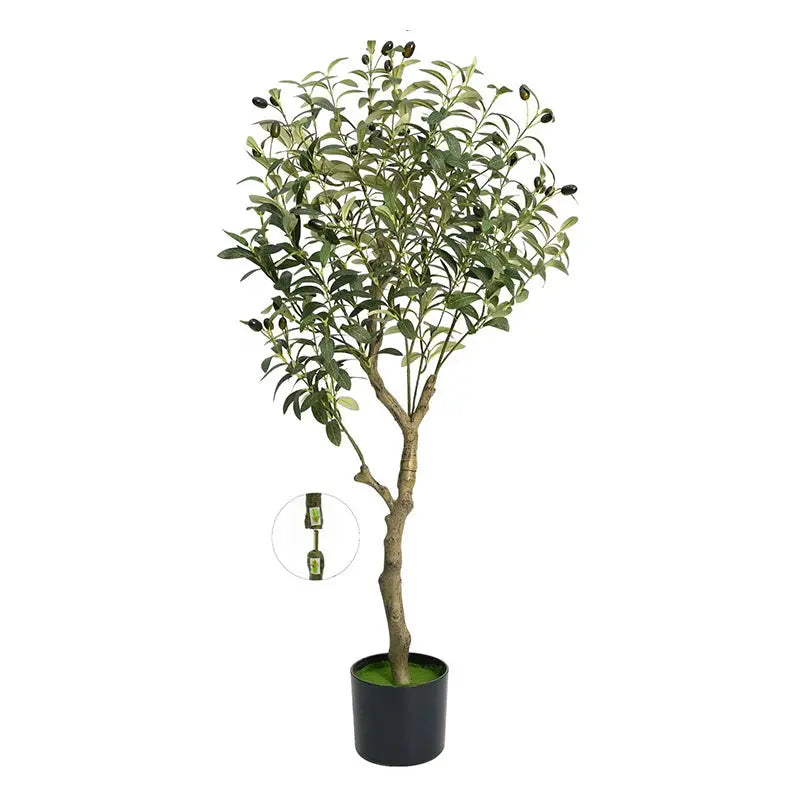 Olivier en Pot 1m20