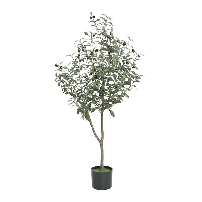 Olivier en Pot 1m20