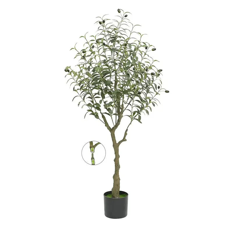 Olivier en Pot 1m20