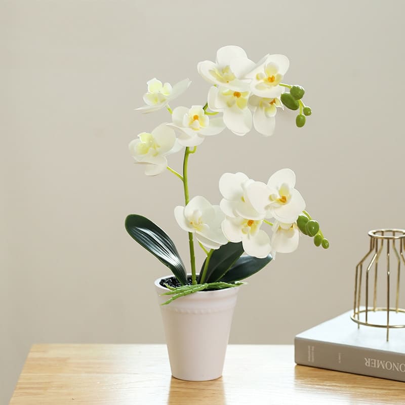 Orchidee Papillon Blanche