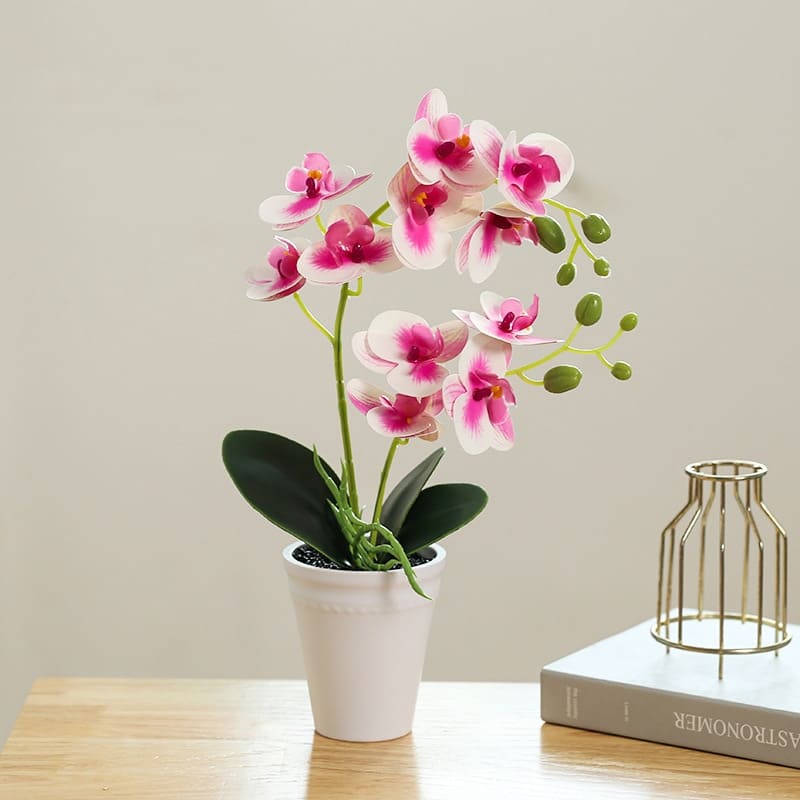Orchidee Papillon Magenta Blanc