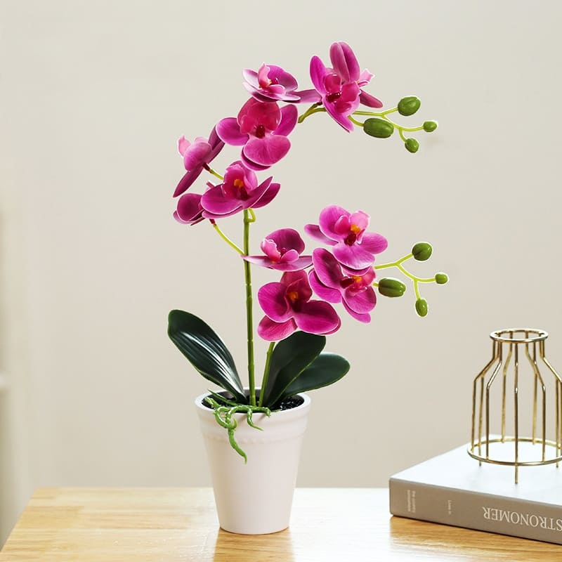 Orchidee Papillon Magenta