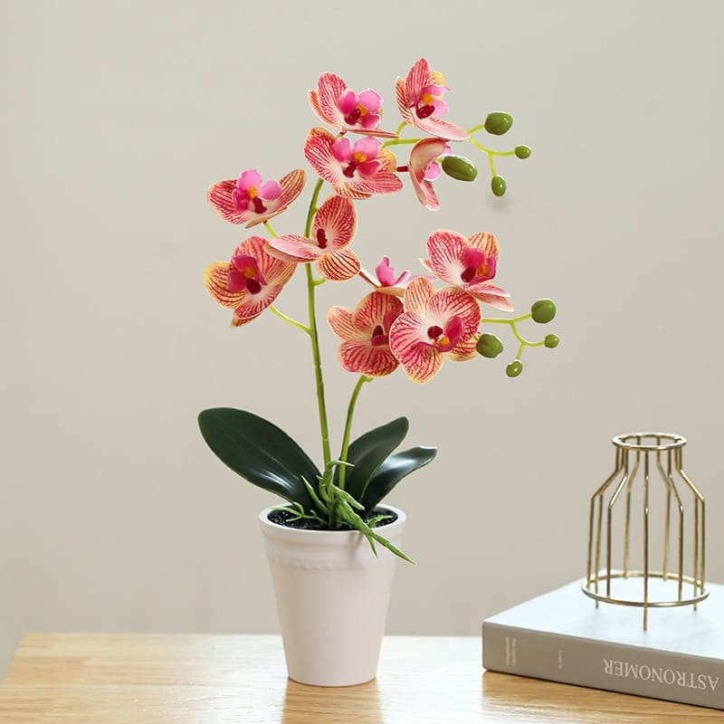 Orchidee Papillon Peche