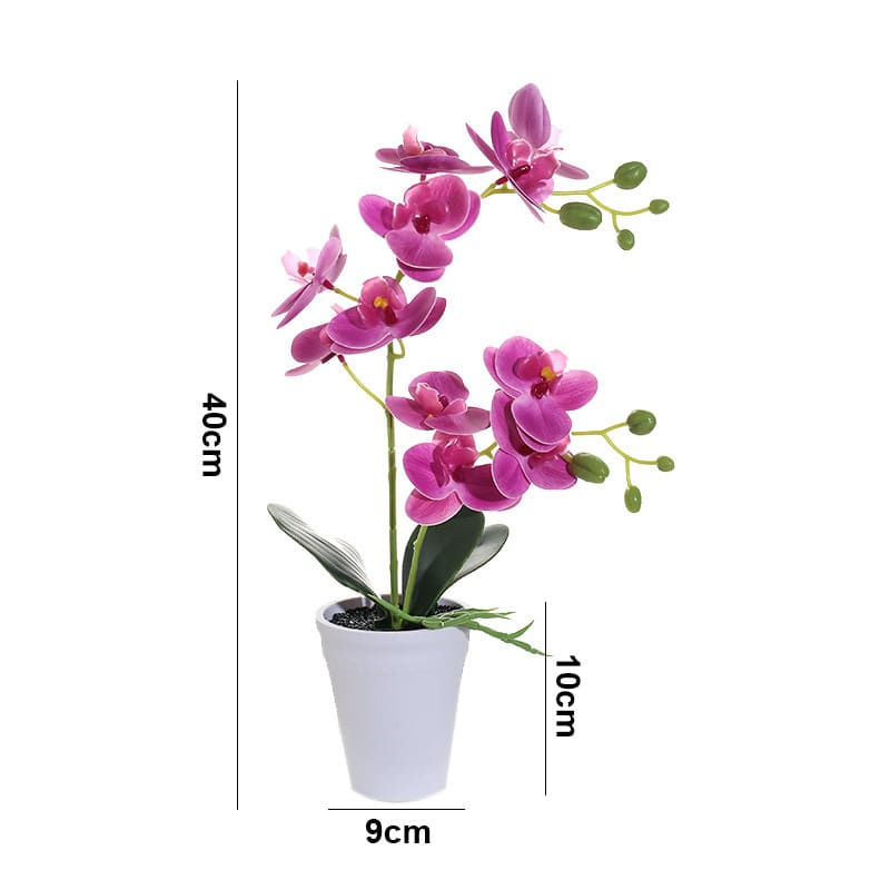 Orchidee Papillon Taille