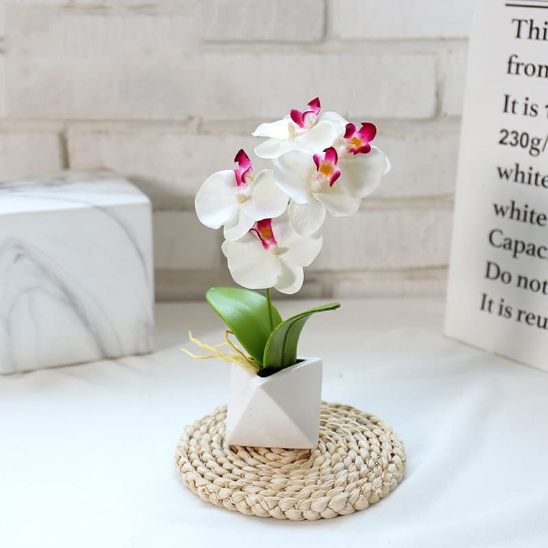 Orchidée Phalaenopsis Blanc